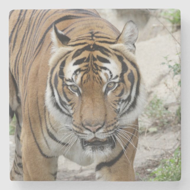 Tiger_001 Stone Coaster (Front)