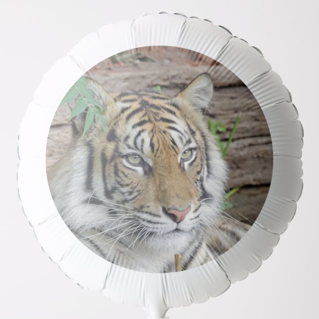 Tiger_002 Balloon (Front)