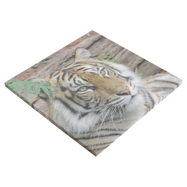 Tiger_002 Gallery Wrap (3/4)