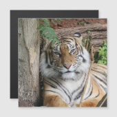 Tiger 005 (Front/Back)