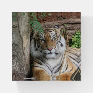 Tiger 005 paperweight