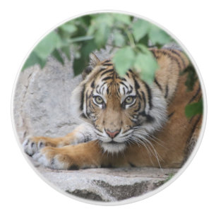 Tiger 008 ceramic knob