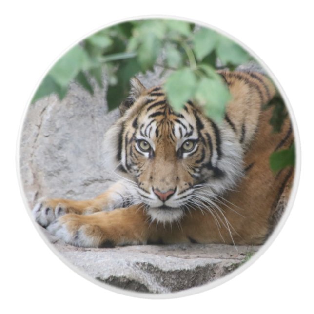 Tiger 008 ceramic knob (Front)