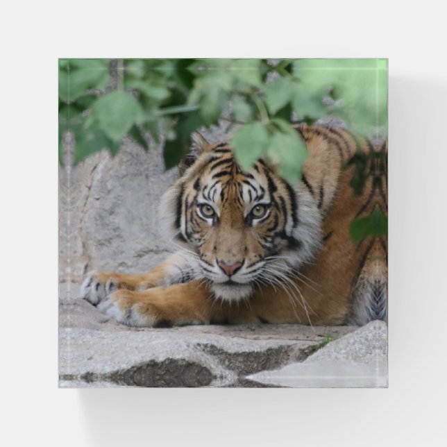 Tiger 008 paperweight (Front)