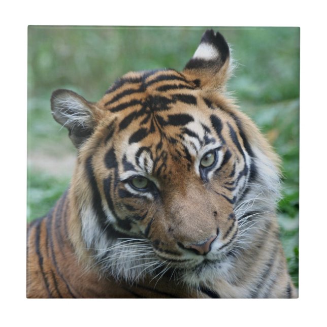 Tiger 012 ceramic tile (Front)