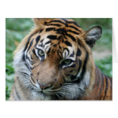 Tiger 013 (Front Horizontal)