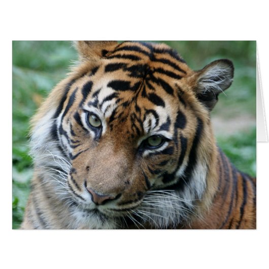 Tiger 013 (Front Horizontal)