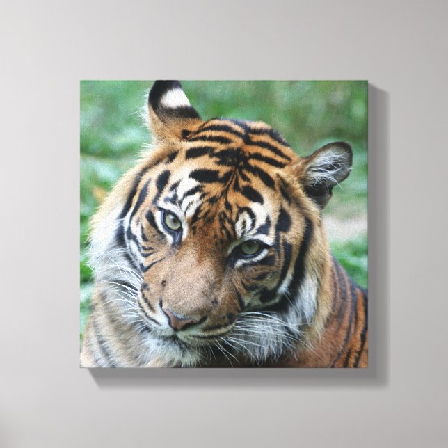 Tiger 013 canvas print (Front)