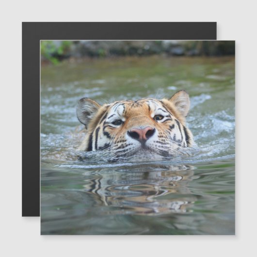 Tiger 028 (Front/Back)