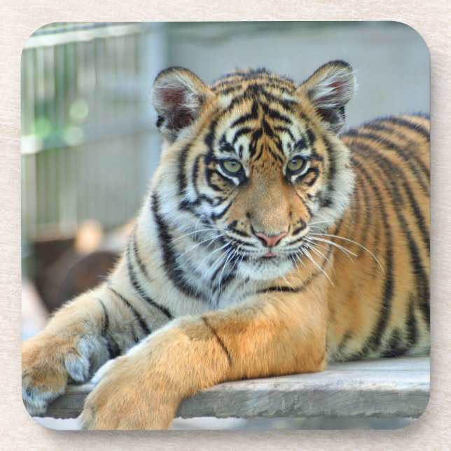 Tiger 034 beverage coaster (Front)