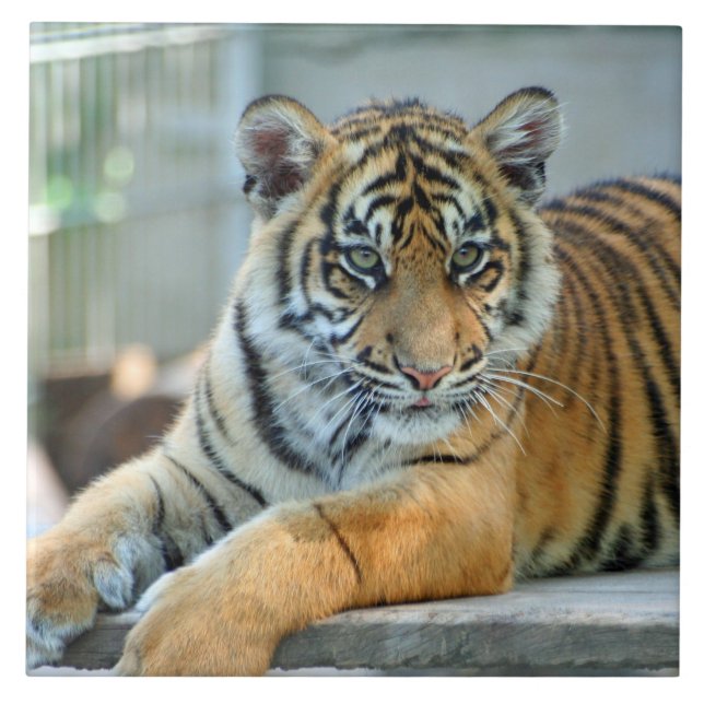 Tiger 034 ceramic tile (Front)