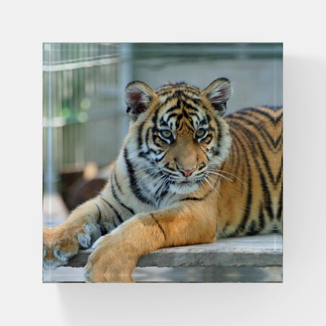 Tiger 034 paperweight (Front)