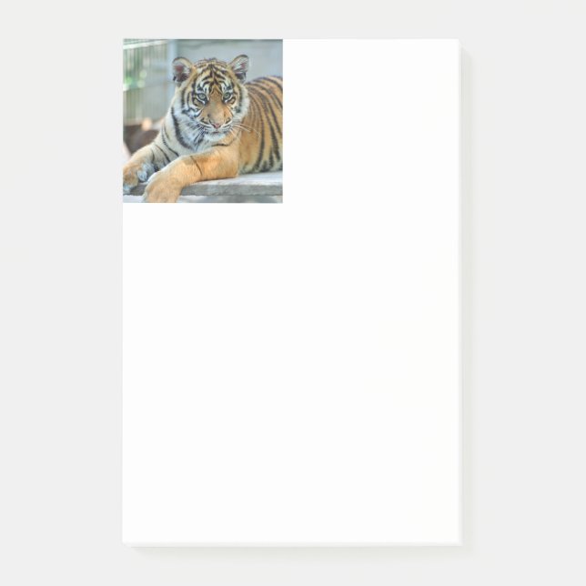 Tiger 034 post-it notes (Front)