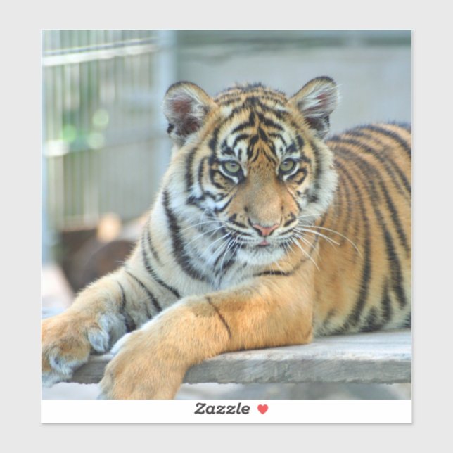 Tiger 034 sticker (Sheet)