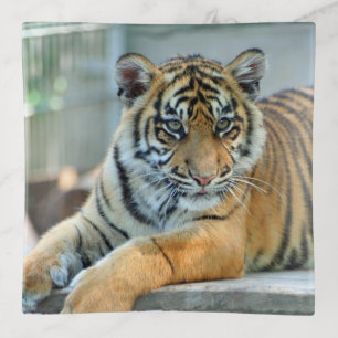 Tiger 034 trinket tray