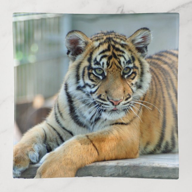 Tiger 034 trinket tray (Front)