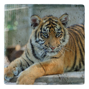 Tiger 034 trivet