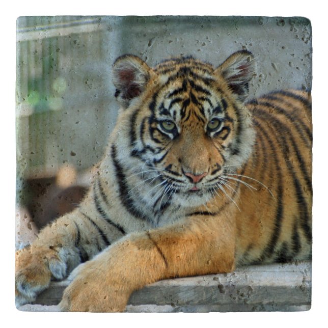 Tiger 034 trivet (Front)