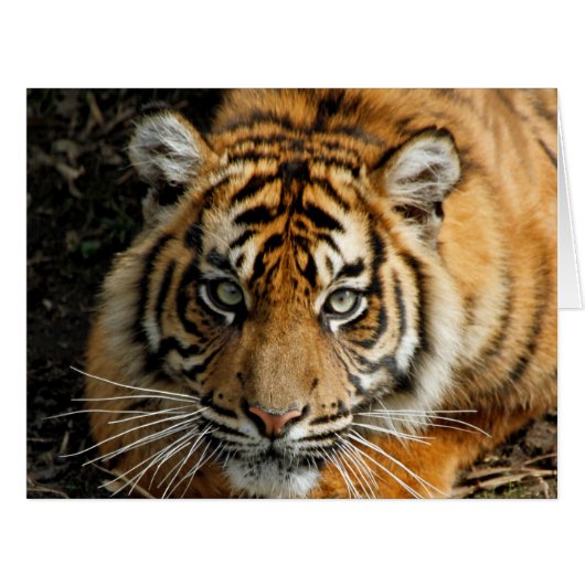 Tiger 037 (Front Horizontal)