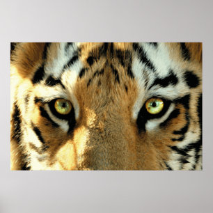 Tiger 1 - Poster