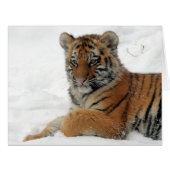 Tiger_2015_0101 (Front Horizontal)