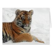Tiger_2015_0102 (Front Horizontal)