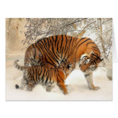 Tiger_2015_0125 (Front Horizontal)