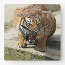 Tiger_2015_0156