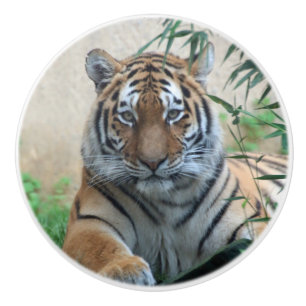 Tiger_20171103_by_JAMFoto Ceramic Knob