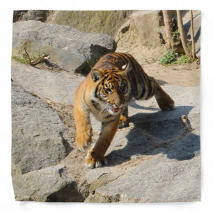 Tiger_20190302_by_JAMFoto Bandana