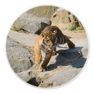 Tiger_20190302_by_JAMFoto Ceramic Knob