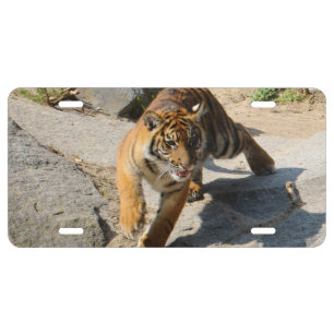 Tiger_20190302_by_JAMFoto License Plate