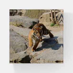 Tiger_20190302_by_JAMFoto Paperweight
