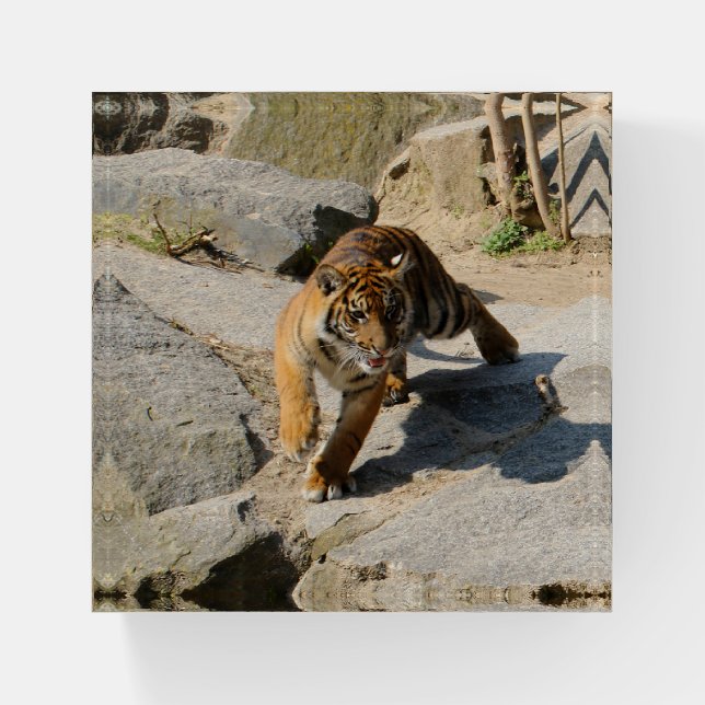 Tiger_20190302_by_JAMFoto Paperweight (Front)
