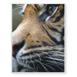 tiger-45 temporary tattoos