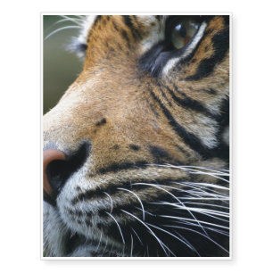 tiger-45 temporary tattoos