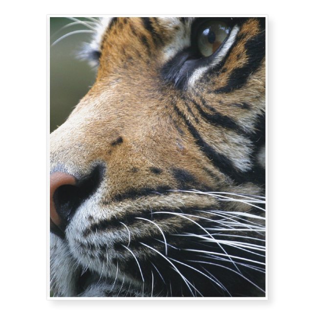 tiger-45 temporary tattoos (Front)