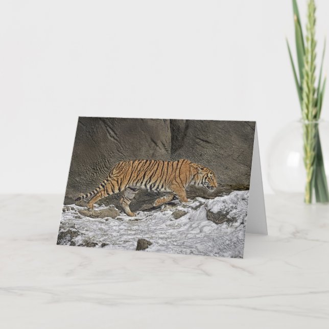 Tiger 8 month Old Cub Greeting Card (Front)