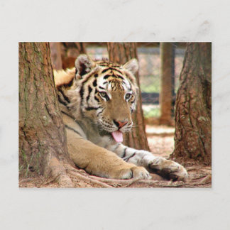 Tiger after a hard day postcard