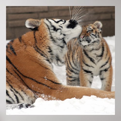 Tiger And Cub Hugs Poster