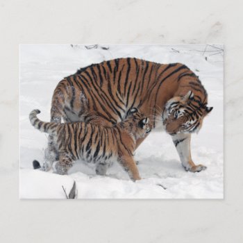 Tiger And Cub In Snow Beautiful Photo Postcard by roughcollie at Zazzle
