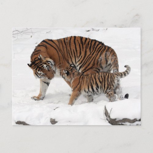 Tiger and Cub in the Snow Postcard