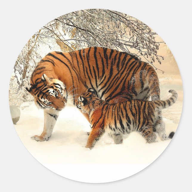 Tiger and Cub, Winter Scene, Classic Round Sticker (Front)