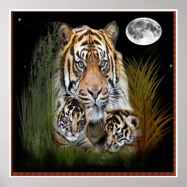 Tiger and cubs poster (Front)