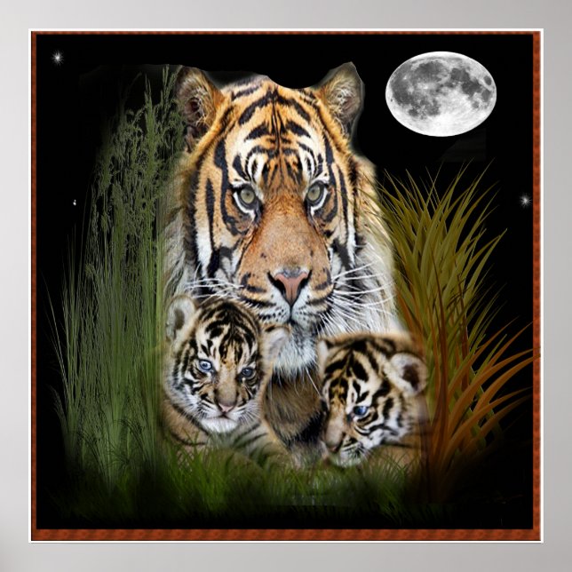 Tiger and cubs poster (Front)