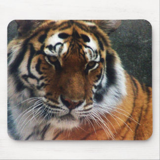 Tiger and Mouse... Mouse Pad