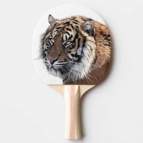 Tiger animal wild jungle zoo photo ping pong paddle