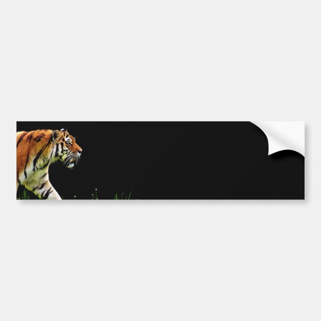 Tiger Approaching - Wild Animal Artwork Bumper Sticker (Front)