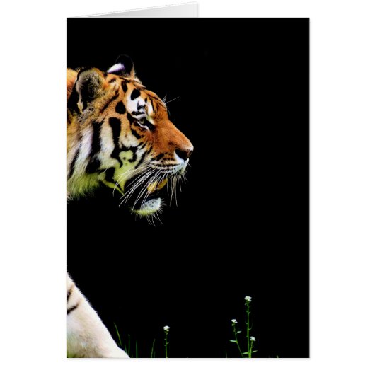 Tiger Approaching - Wild Animal Artwork Cards (Front)