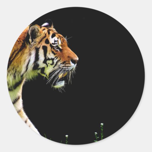 Tiger Approaching _ Wild Animal Artwork Classic Round Sticker